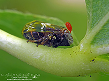 alder spittlebug 03