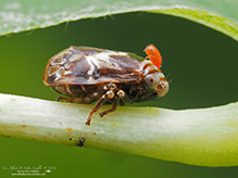 alder spittlebug 04