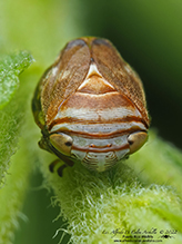 alder spittlebug - Featured photo
