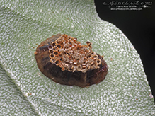 assassin bug (Family Reduviidae) 01