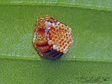 assassin bug (Family Reduviidae) - Featured photo