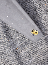 banded tussock moth 25