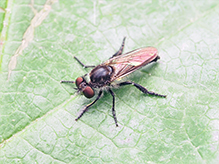 bee-mimic robber fly (Laphria canis complex)
