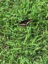 Click to enlarge Black Swallowtail 38