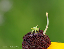 Click to enlarge blackberry looper 04
