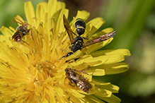 bramble mason wasp - Featured photo