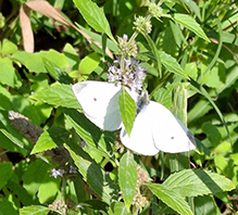 Click to enlarge Cabbage White 13