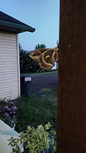 cecropia moth 85