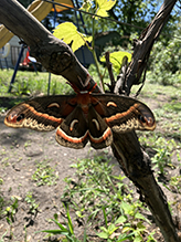 cecropia moth 87