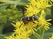 chalcidoid wasp (Leucospis affinis) 01