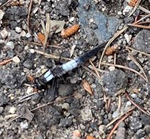 chalk-fronted corporal 19