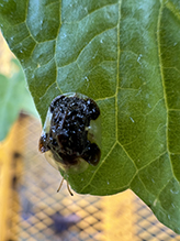 Click to enlarge clavate tortoise beetle 17