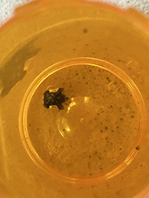 Click to enlarge clavate tortoise beetle 18
