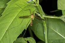 common crane fly (Tipula sp.)
