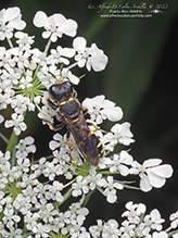 common ectemnius - Featured photo