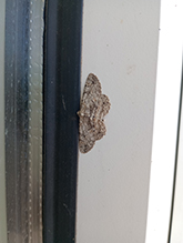 Click to enlarge Common Gray 04