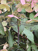 Click to enlarge common green darner 28