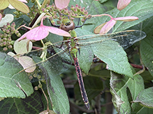 Click to enlarge common green darner 29