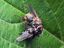 common tiger fly