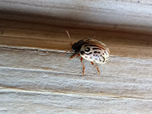 Click to enlarge common willow calligrapher beetle 06