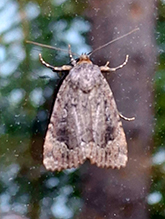 copper underwing 08
