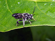 dark-footed yellow loosestrife bee - Featured photo