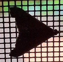Click to enlarge dark-spotted palthis 05