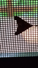 Click to enlarge dark-spotted palthis 06