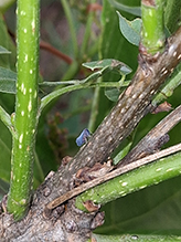 derbid planthopper (Cedusa sp.) 02