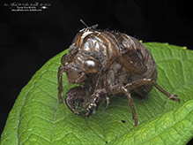 Dog-day Cicada (Neotibicen sp.) - Featured photo