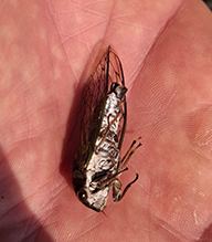 dog day cicada 50