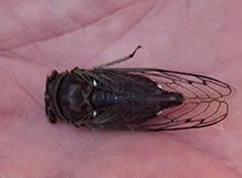 dog day cicada 51