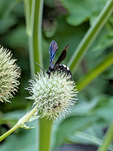 double-banded scoliid 15