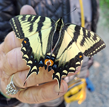 Click to enlarge Eastern Tiger Swallowtail 77