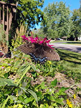 Eastern Tiger Swallowtail 78