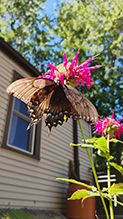 Eastern Tiger Swallowtail 79