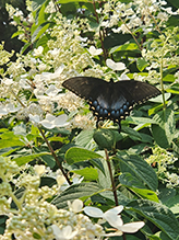 Eastern Tiger Swallowtail 80