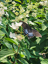 Eastern Tiger Swallowtail 82