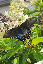 Eastern Tiger Swallowtail 83