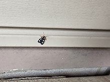 eight-spotted forester moth 05