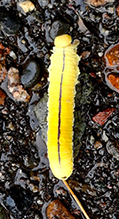 elm sawfly 14