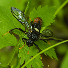 elm sawfly - Featured photo