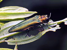 Click to enlarge emerald ash borer 06