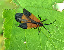end band net-winged beetle 08