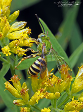 fine striped sweat bee fine striped sweat bee 03