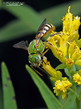 fine striped sweat bee fine striped sweat bee 04