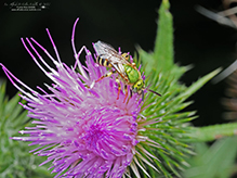 fine striped sweat bee fine striped sweat bee 05