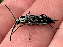 fulminating long-horned beetle - Featured photo