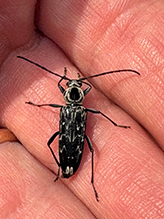 Click to enlarge fulminating long-horned beetle 04