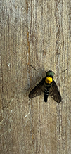 golden-backed snipe fly 12